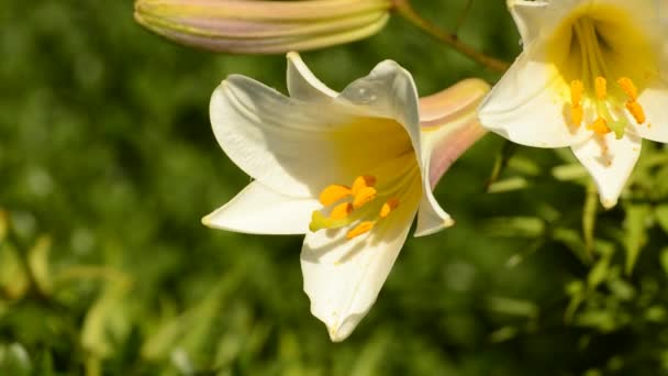 Lirio real, Lilium regale, flor — Vídeos de Stock