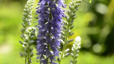 Speedwell, Veronica spicata, şifalı bitki 