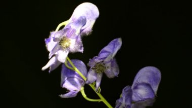 Bilinen, Aconitum napellus, dünyanın en zehirli bitki