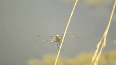 Devriliverdi Kepçe, Orthetrum coerulescens,