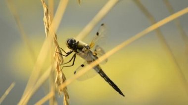 Dört benekli chaser, Yusufçuk 
