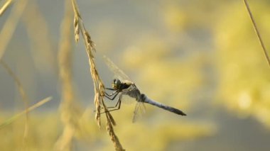 Devriliverdi Kepçe, Orthetrum coerulescens,