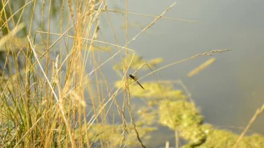 Devriliverdi Kepçe, Orthetrum coerulescens,