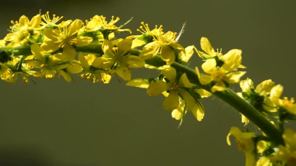 Časté agrární, Agrimonia eupatoria, léčivá rostlina s květinami — Stock video