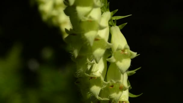 Желтая лисья перчатка, Digitalis lutea, лекарственные травы цветок — стоковое видео