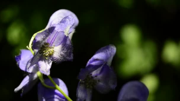 Aconite, Aconitum napellus, pianta più tossica del mondo — Video Stock