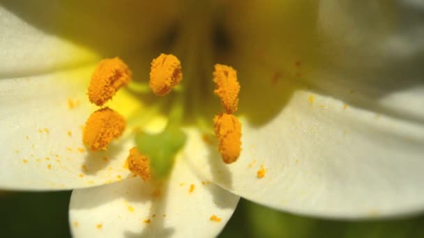 Lirio real, Lilium regale, símbolo medieval — Vídeo de stock