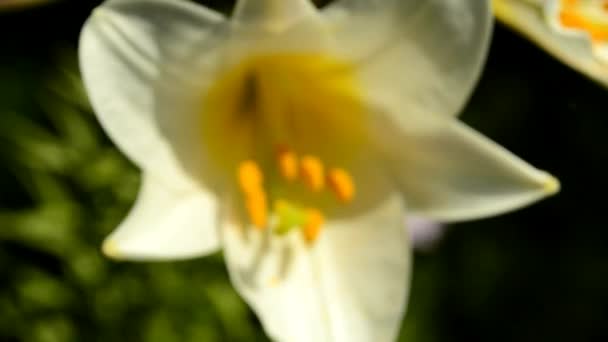 Регал Лили, Lilium regale, цветок — стоковое видео
