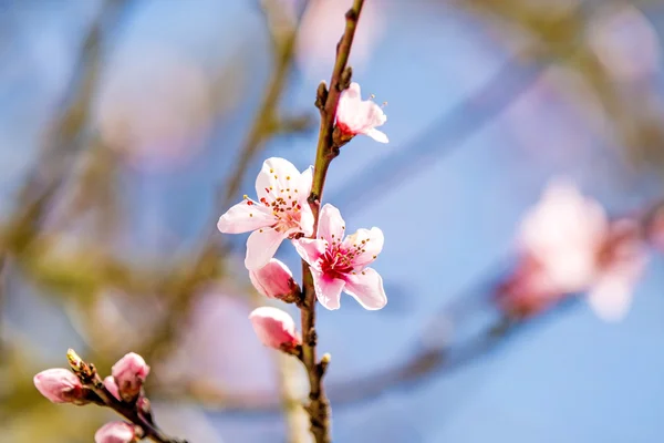 Peach blossom in spring in Germany — Stock Photo, Image