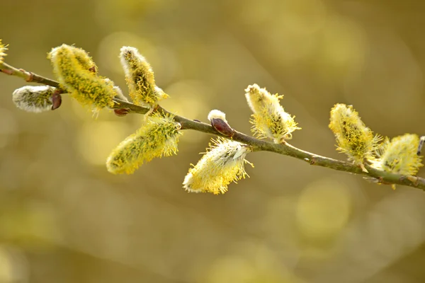 Willow blossom på våren — Stockfoto