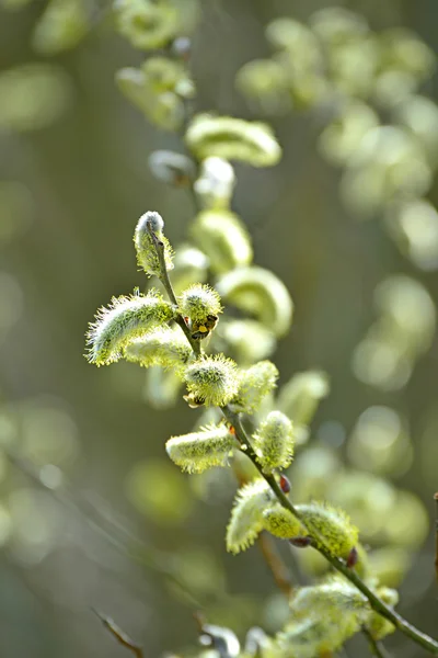 Willow blossom in spring — Stock Photo, Image