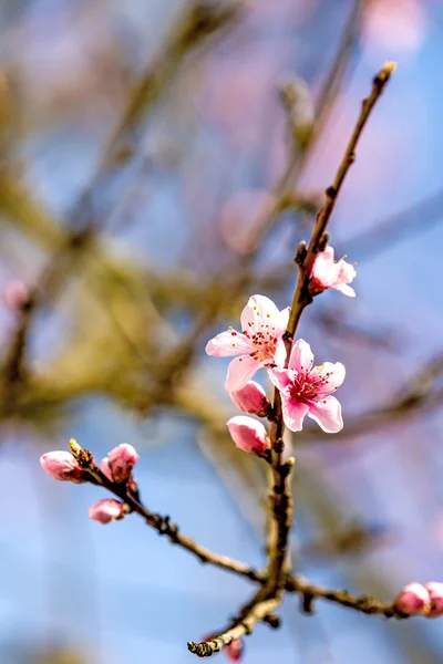 Peach blossom in spring in Germany — Stock Photo, Image