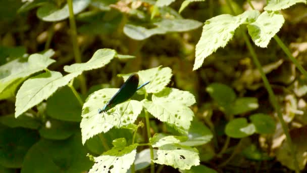 Blå jungfruslända dragonfly i en skog — Stockvideo
