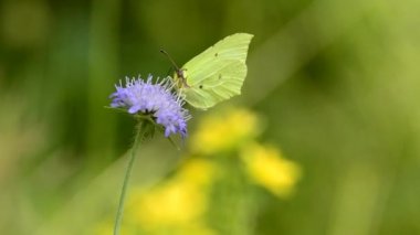 Kükürt kelebek, çiçek Gonepteryx rhamni