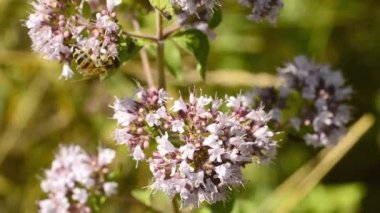  Kekik, Origanum vulgare, baharat ve şifalı