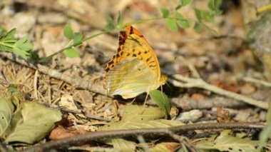 Gümüş kaplama, Argynnis paphia 