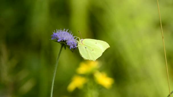 Motýl Žluťásek, Gonepteryx rhamni, na květ — Stock video