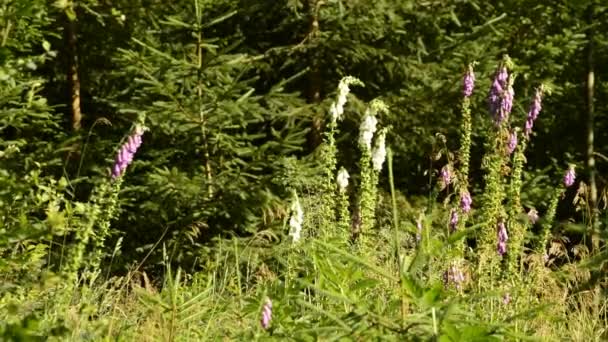 Vingerhoedskruid Digitalis purpurea, geneeskrachtig kruid — Stockvideo