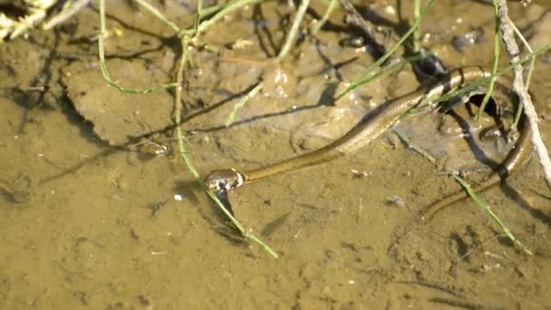 Serpiente de hierba europea, joven reptil — Vídeo de stock