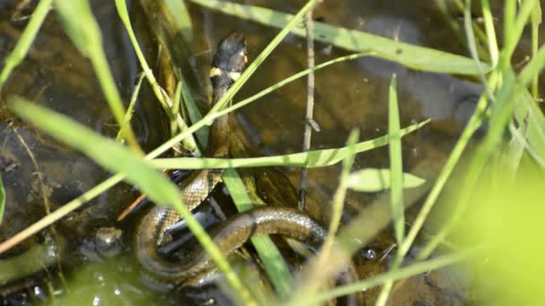 Serpente de grama europeia, réptil jovem — Vídeo de Stock