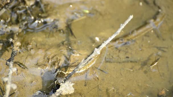 Europäische Ringelnatter, junges Reptil — Stockvideo