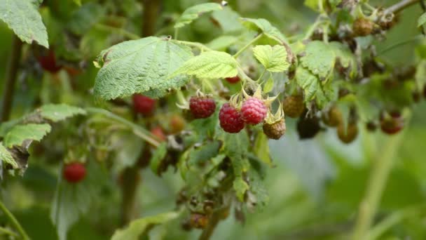 在德国的一个森林中的成熟 rapsberries — 图库视频影像