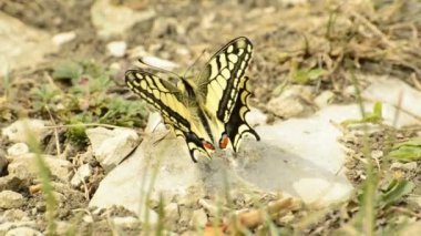 yerde oturan swallowtail kelebek