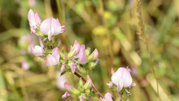 Ononis spinosa medicinal plant with flower — Stock Video