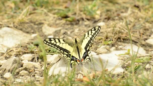 Πεταλούδα swallowtail κάθεται στο έδαφος — Αρχείο Βίντεο