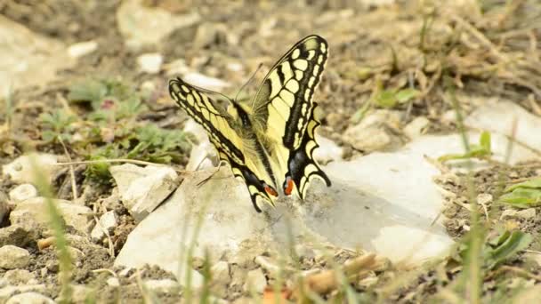 Πεταλούδα swallowtail κάθεται στο έδαφος — Αρχείο Βίντεο