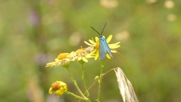Escarabajo azul en una flor — Vídeos de Stock
