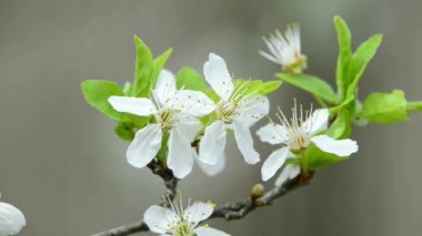 İlkbaharda Almanya 'da kiraz çiçeği 