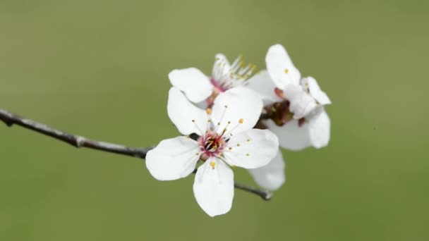 Körsbärsblomma på våren i Tyskland — Stockvideo