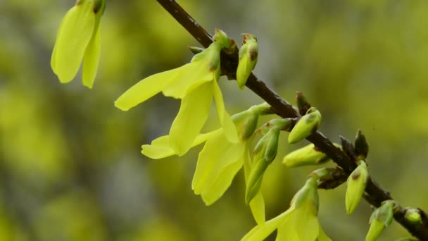 Forsythia, blommar på våren — Stockvideo