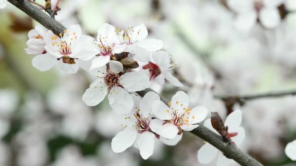 Flor de cereja na primavera na Alemanha — Vídeo de Stock