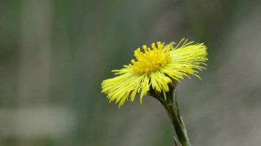 Coltsfoot çiçek bahar