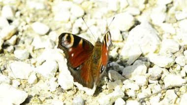 Avrupa tavus kuşu, Nymphalis IO