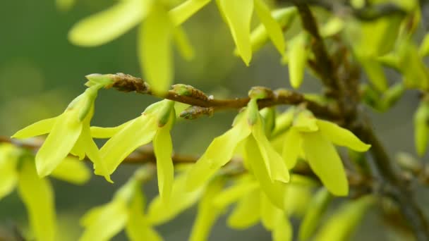 Forsythia, virágos-tavaszi — Stock videók