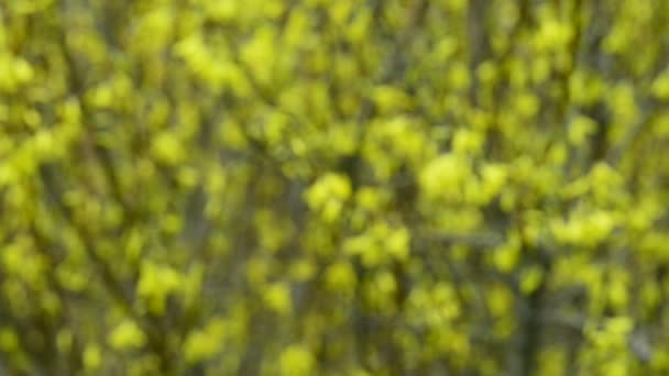 Forsythia, florece en primavera — Vídeos de Stock