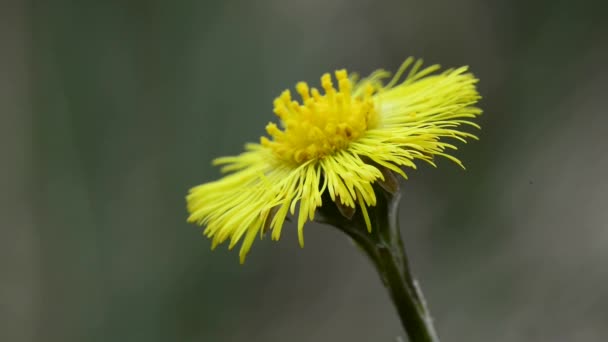Coltsfoot flower in spring — Stock Video