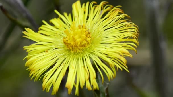 Coltsfoot flor en primavera — Vídeos de Stock