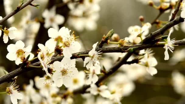 Blackthorn blossom in spring — Stock Video