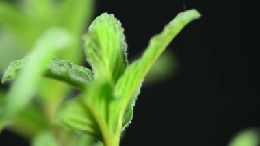 Nane Mojito bir pikap üzerinde