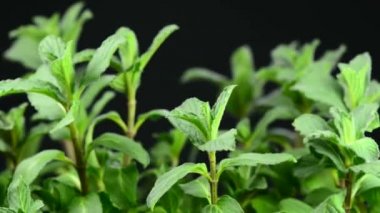 Nane Mojito bir pikap üzerinde