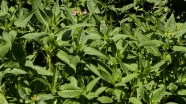 Polis memurunun kask, Impatiens Tagetes