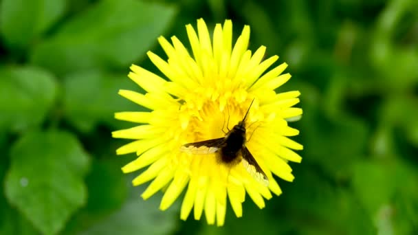 Πικραλίδα με hoverfly — Αρχείο Βίντεο