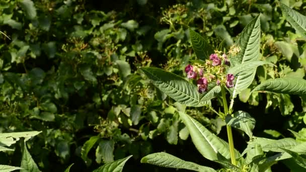 Polismannens hjälm, Impatiens glandulifera — Stockvideo