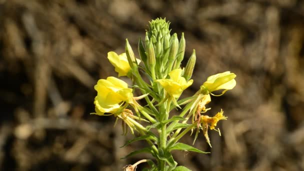 Evening primrose, American medicinal plant with flower — Stock Video