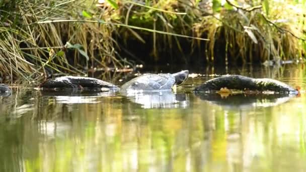 Американская черепаха в немецком пруду — стоковое видео