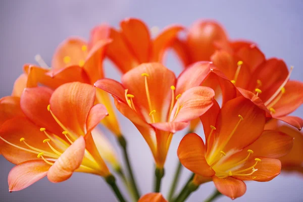 Clivia, close-up das flores — Fotografia de Stock